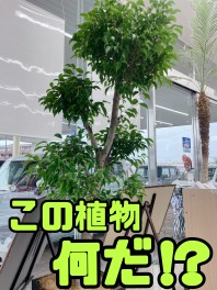 【復刻】この植物何！？シリーズ